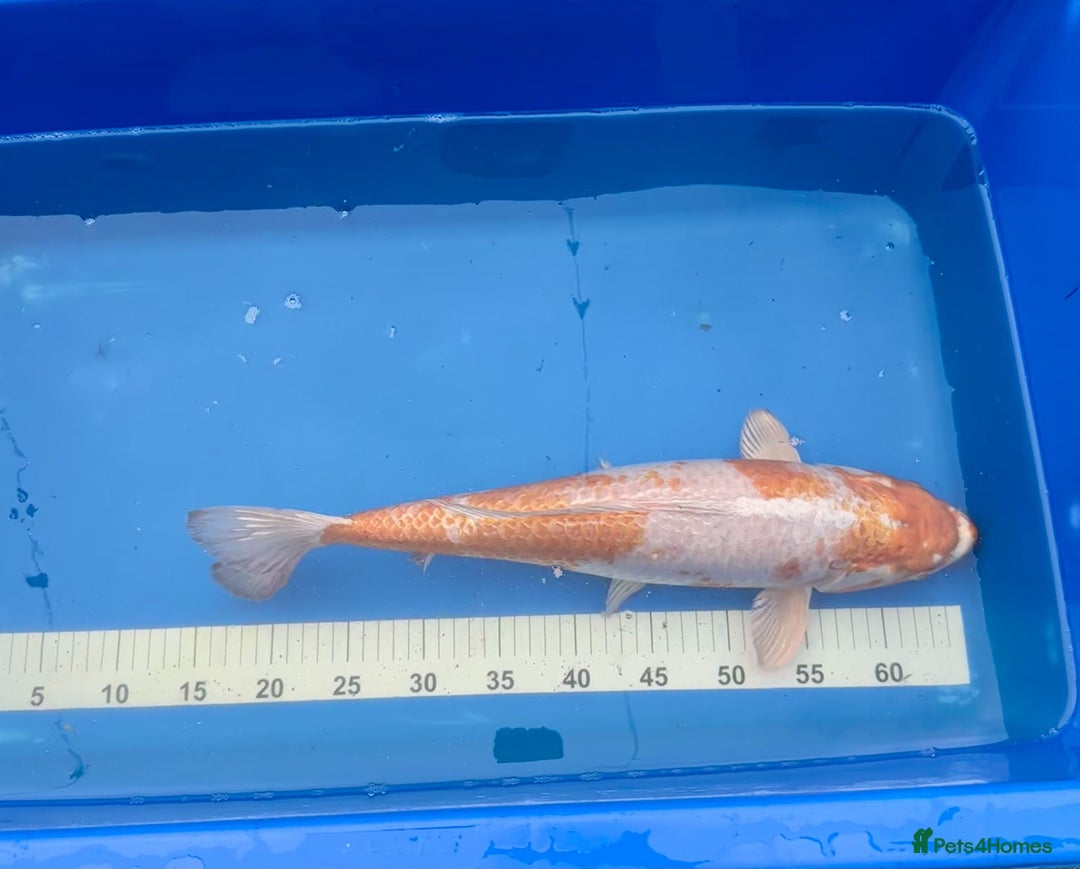 Koi Carp fish for sale: Pond Clearance - Image 7