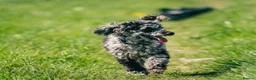 Miniature Poodle dogs for sale: Beautiful miniature poodle puppies  - Advert 5
