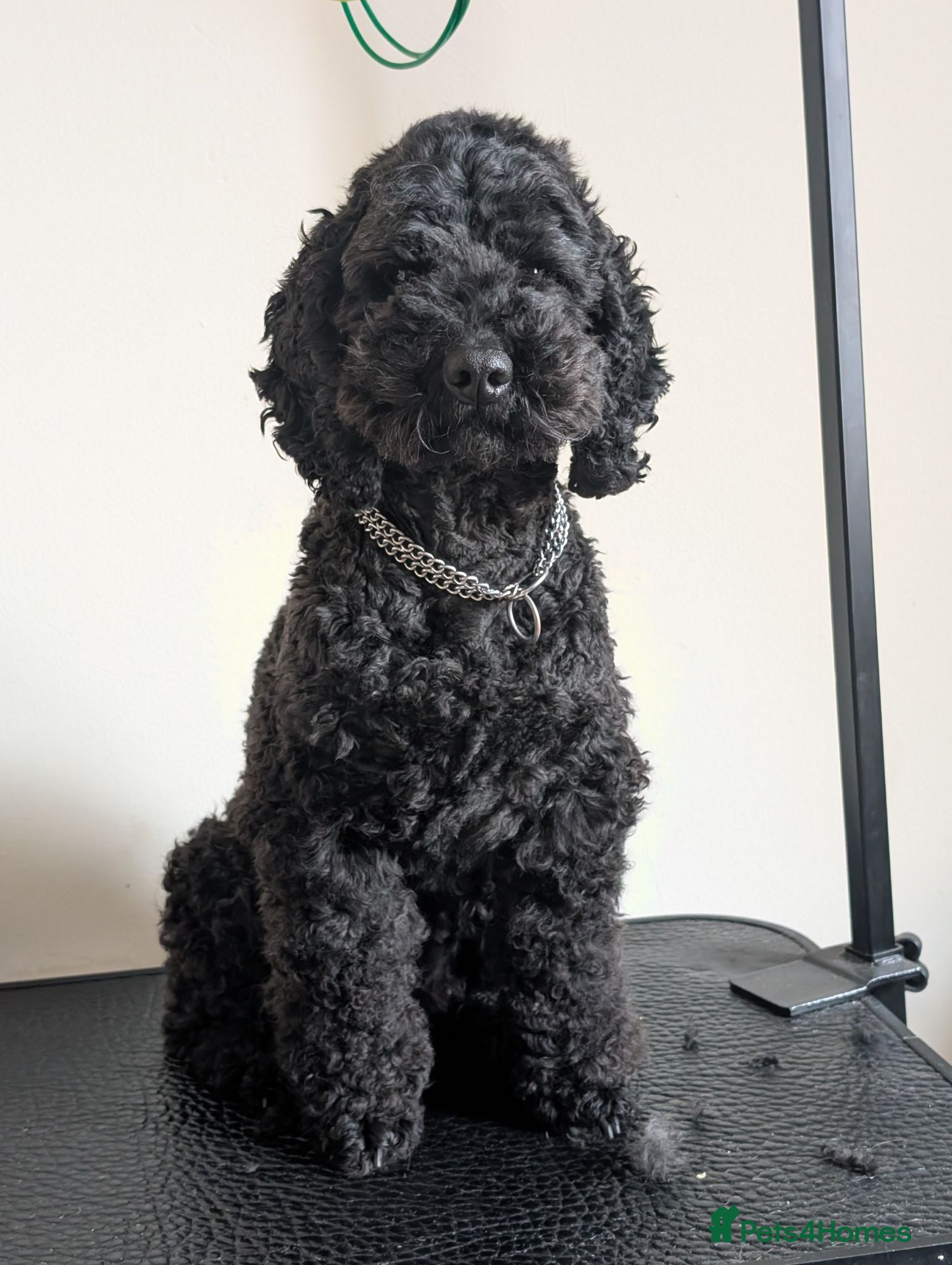 Toy Poodle dogs Toy poodle/cockapoo - Advert 2