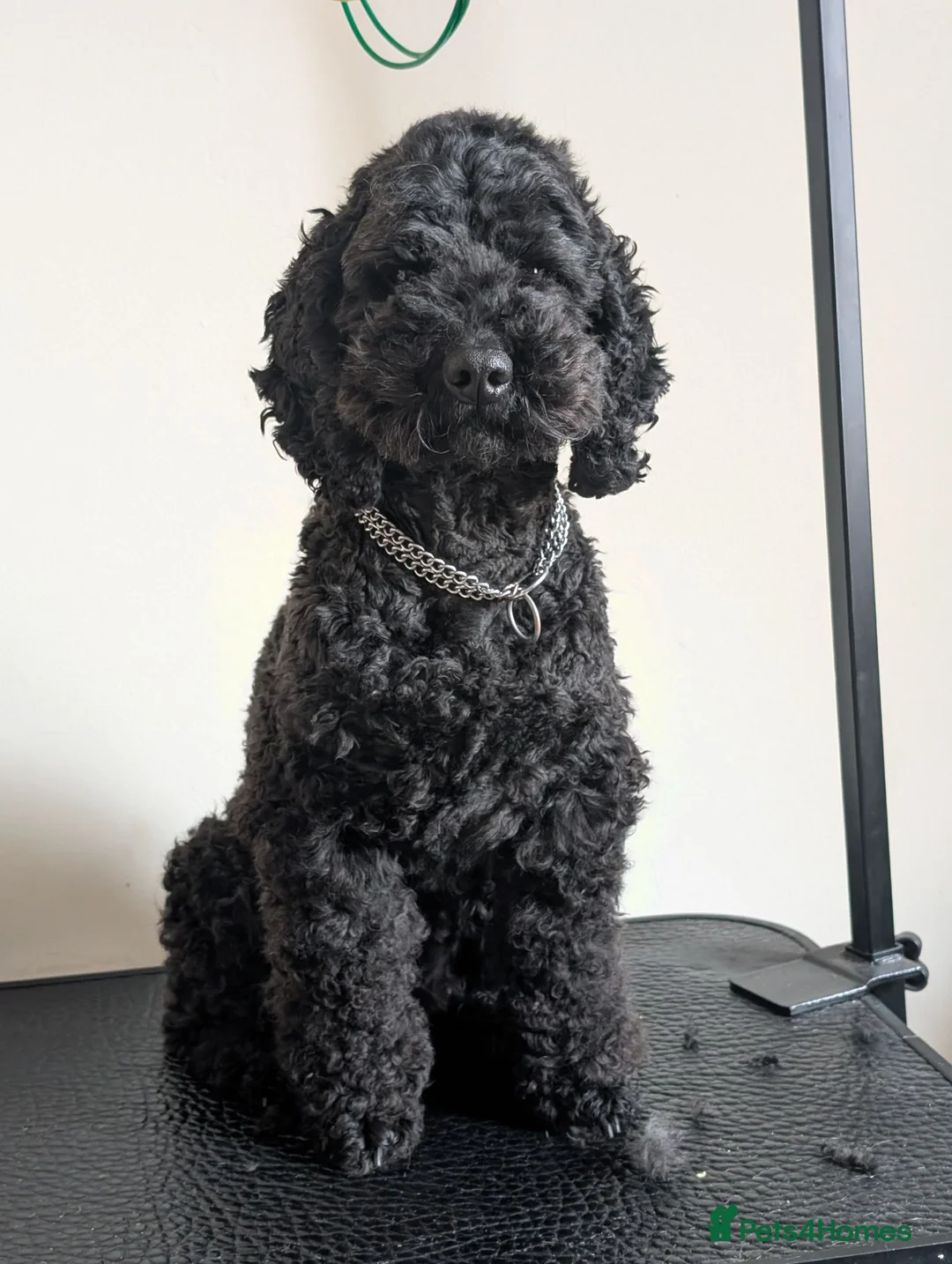 Toy Poodle dogs for sale: Toy poodle/cockapoo - Advert 1