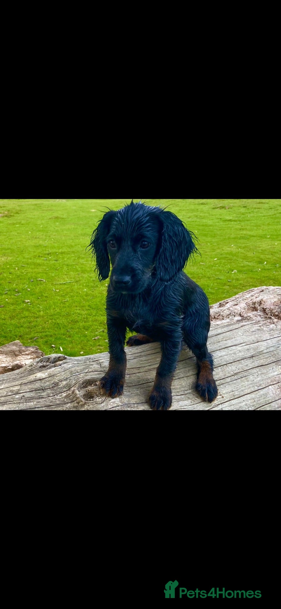 Cocker Spaniel dogs Working Cocker Spaniel Pups- 2 Boys Available18/7  - Advert 2
