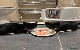 Mixed Breed cats for sale: 2 Sweet Black & White Boy Kittens (Ready to Go) - Image 20