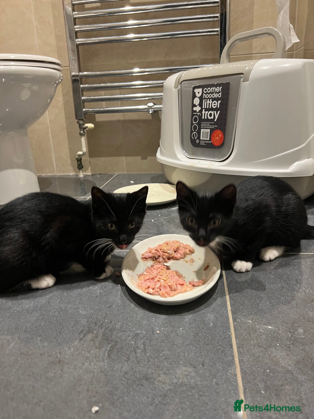 Mixed Breed cats for sale: 2 Sweet Black & White Boy Kittens (Ready to Go) - Image 20