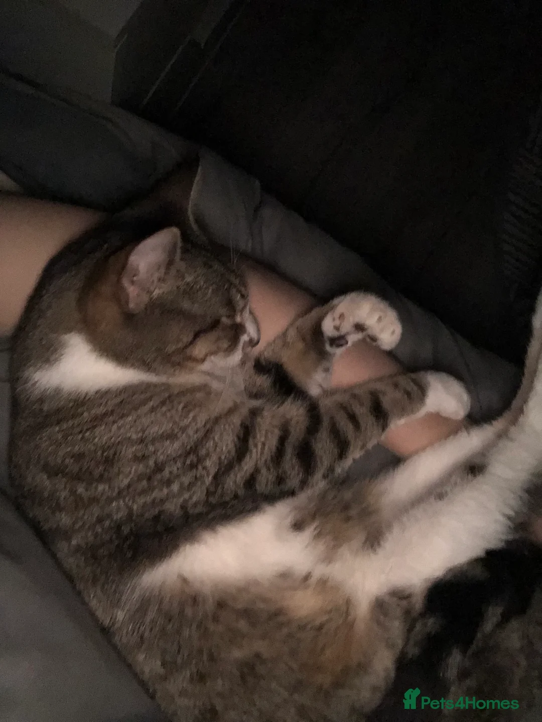 Mixed Breed cats for sale: Beautiful kitten  - Advert 1