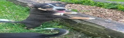 Mixed Breed dogs for sale: Beautiful tri colour border collie pups - Advert 16
