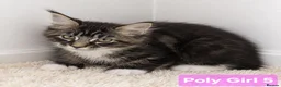 Maine Coon cats for sale: BEAUTIFUL MAINE COON KITTENS, POLY AND NON POLY  - Advert 2
