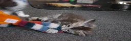 Maine Coon cats for sale: Stunning Mainecoon kittens  - Advert 5