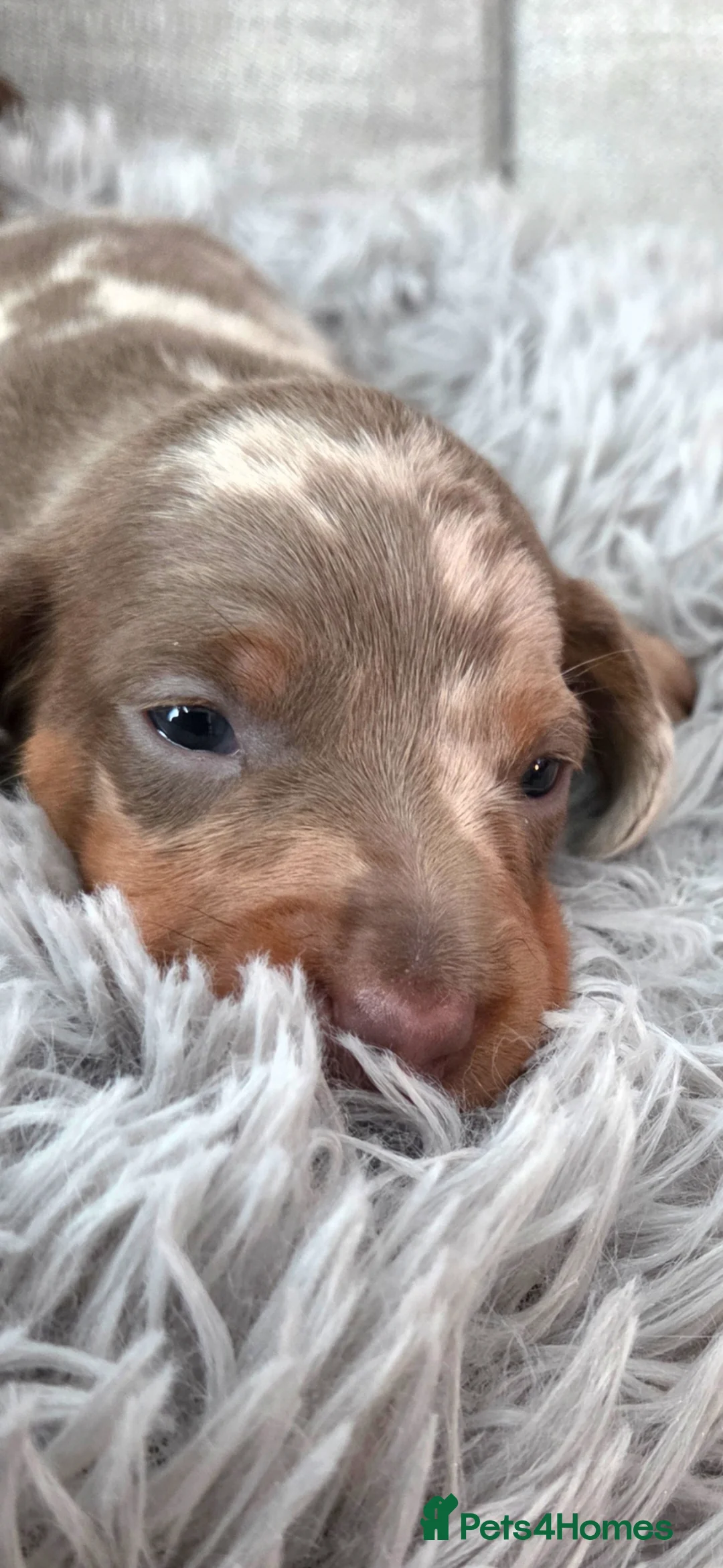 Miniature Dachshund dogs for sale: Last Isabella dapple blue eyed boy  - Advert 18