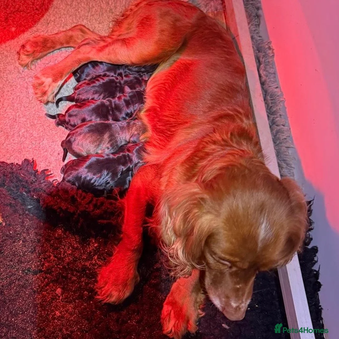 Mixed Breed dogs for sale: Brilliant Bold Working Cocker x Teckel Puppies! - Advert 8