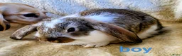 Mixed Breed rabbits for sale: French lop x mini lop - Advert 7