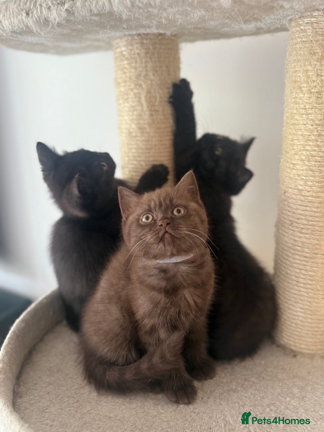 British Shorthair cats for sale: British rainbow shorthair kittens - Image 21