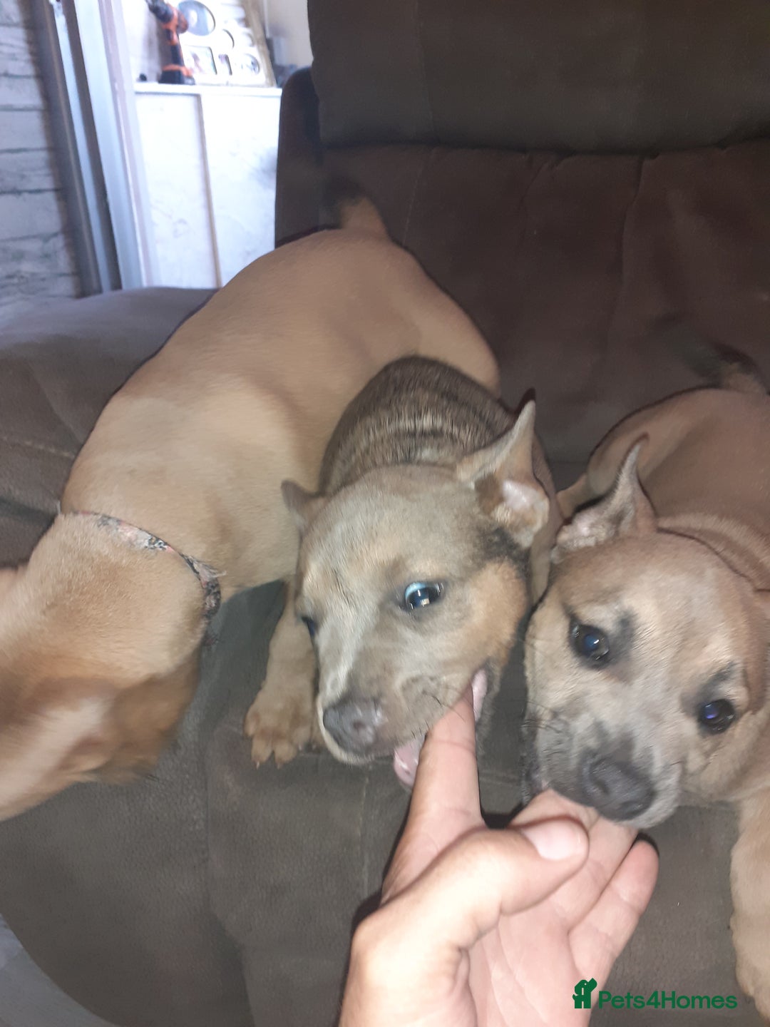 Mixed Breed dogs for sale: French bulldog X - Image 7