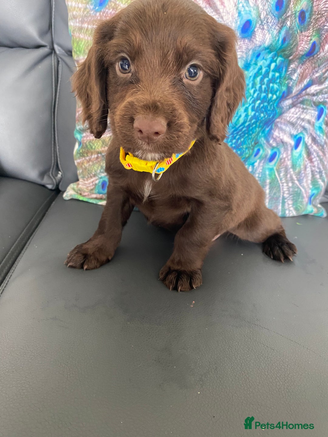 Cocker Spaniel dogs for sale: Beautiful cocker spaniel puppies - Image 1