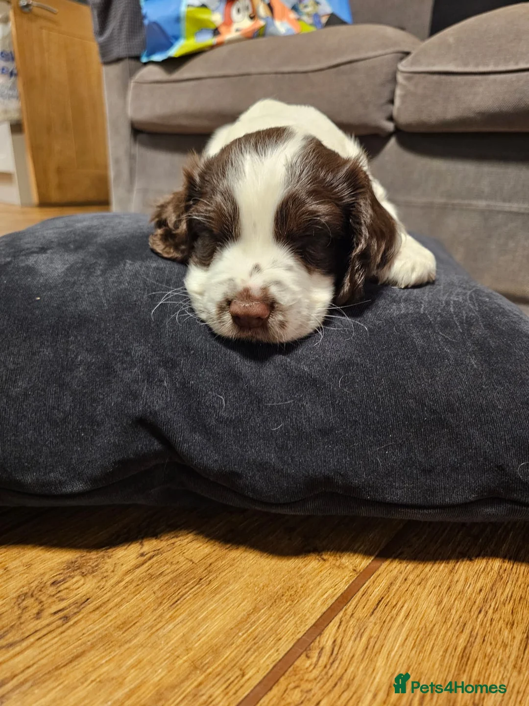 Cocker Spaniel dogs for sale: 2 cocker spaniel puppies for sale  in Prestatyn - Advert 2