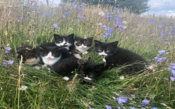 British Shorthair cats for sale: Gorgeous British Shorthair X kittens  - Image 1