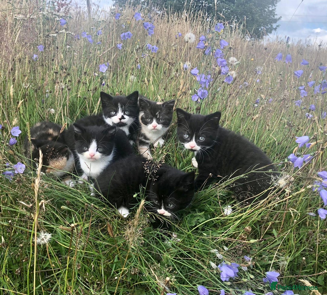 British Shorthair cats for sale: Gorgeous British Shorthair X kittens  - Image 1