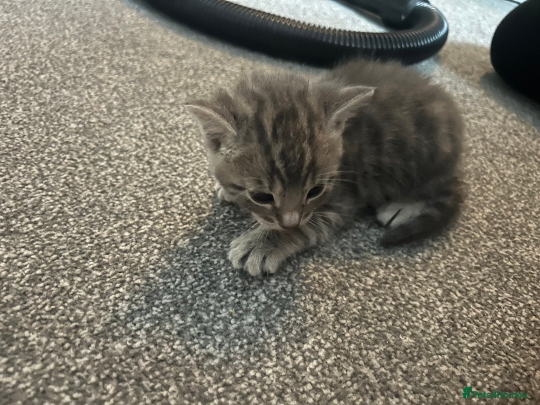 Bengal cats for sale: Pedigree bengal kittens  - Image 9