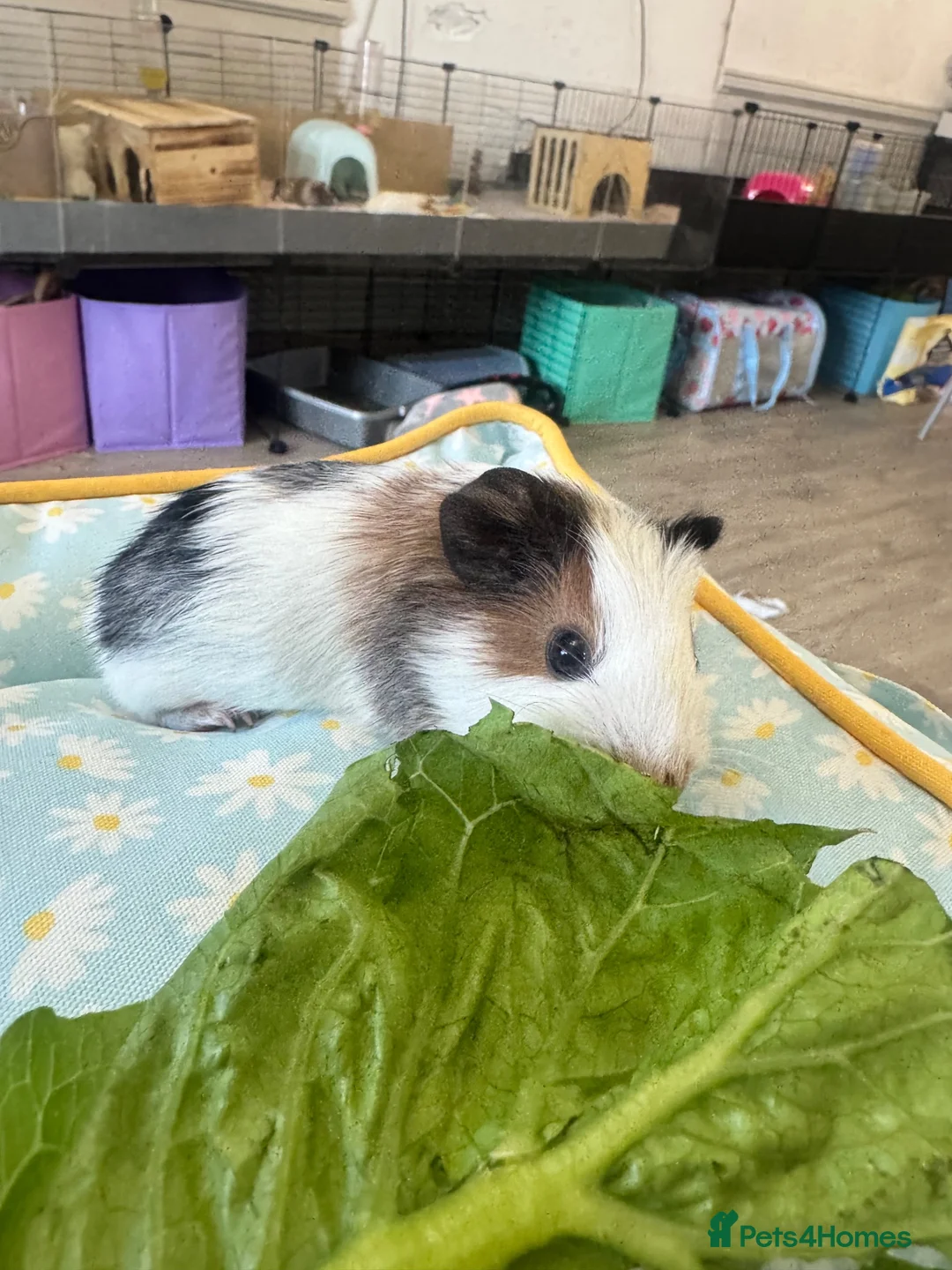 Guinea Pig rodents for sale: Single male young guinea pig  - Advert 1