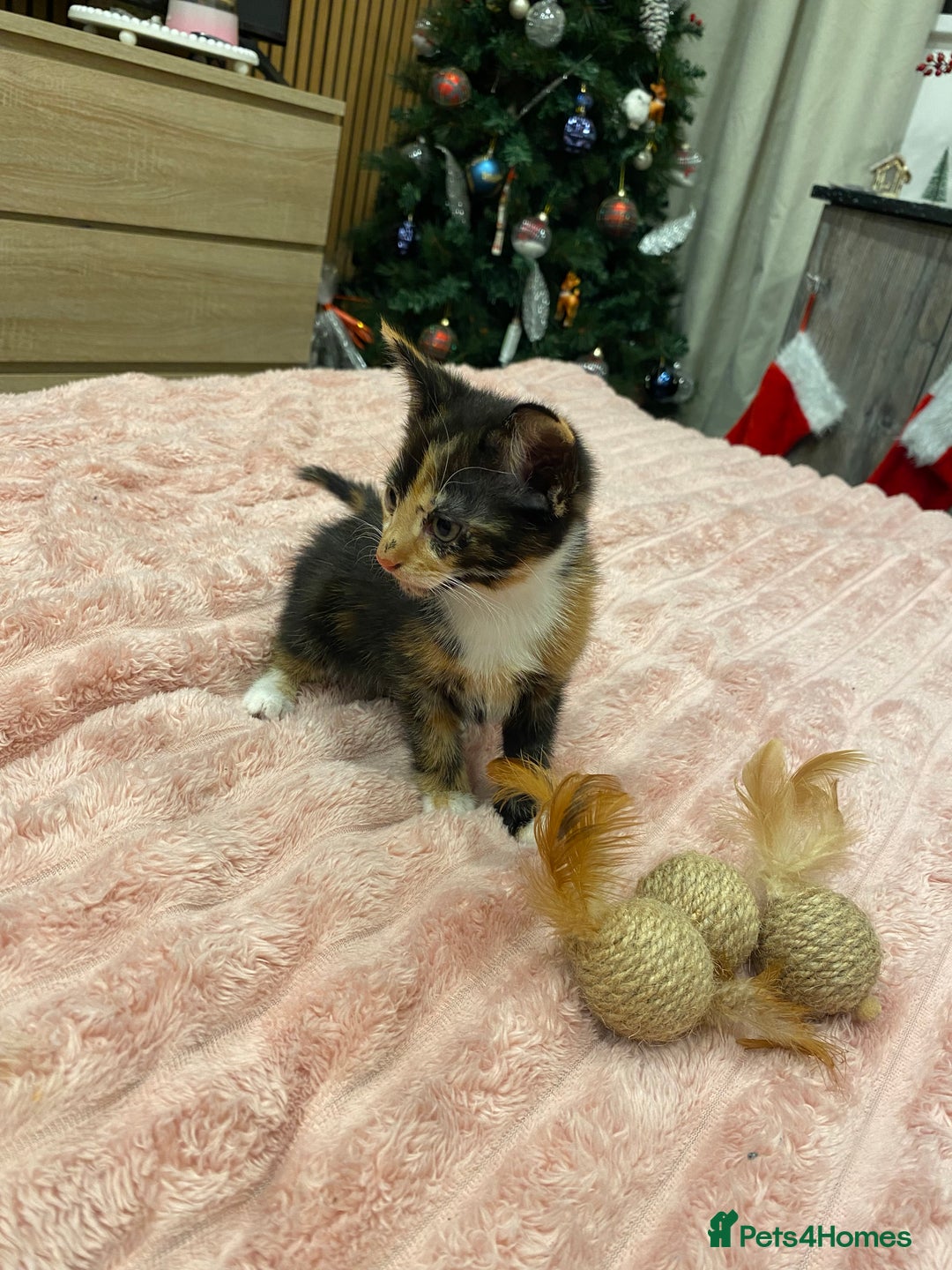 Mixed Breed cats for sale: 5 lovely kittens for sale - Advert 2