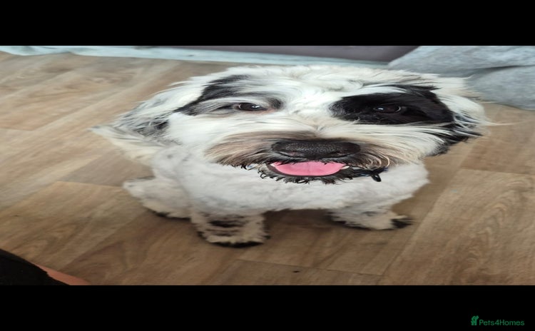 Cockapoo dogs - Advert 9