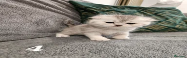 Scottish Fold Kitten 4