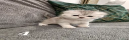 Scottish Fold cats for sale: Stunning Scottish Fold & Scottish Straight Kittens in Peterborough - Advert 6