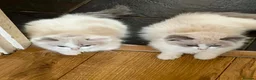Ragdoll cats for sale: Beautiful Ragdoll kittens! Ready for new homes NOW - Advert 12