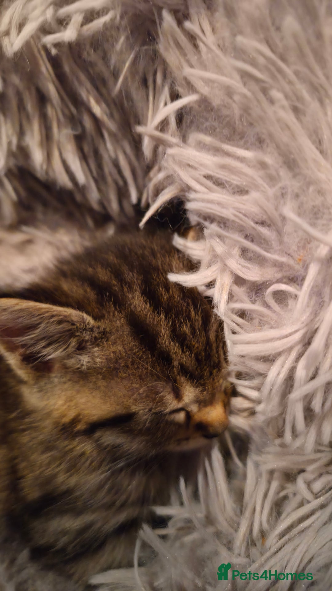 Ragdoll cats for sale: Mixed ragdoll kittens - Advert 3