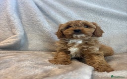Cavapoo dogs for sale: Health tested cavapoo puppies - Image 5