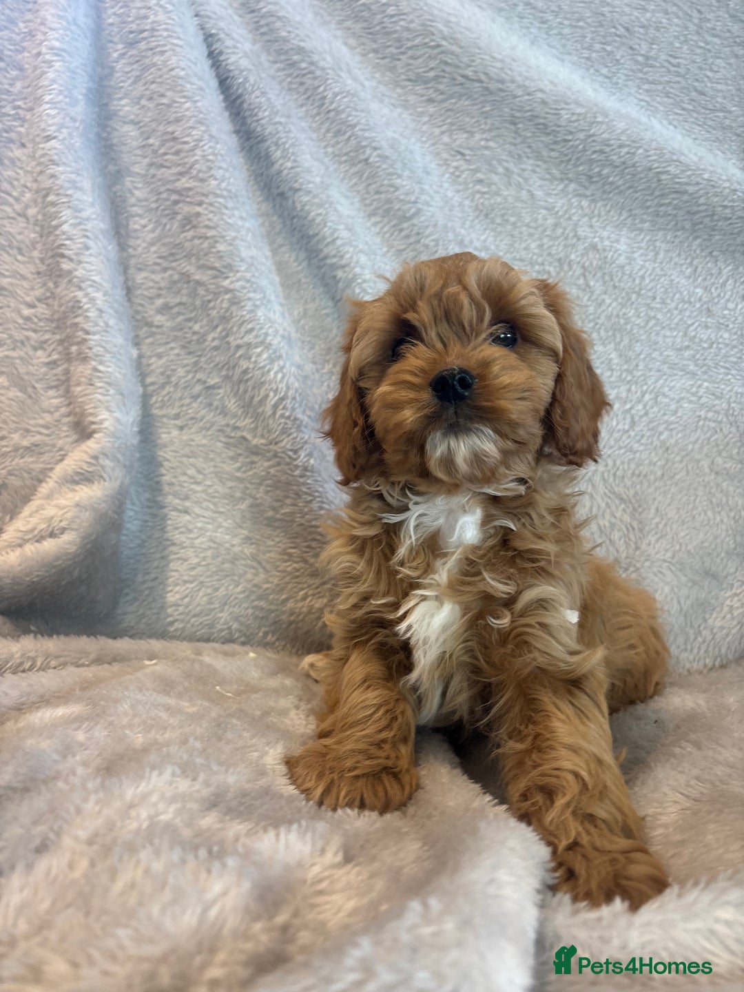 Cavapoo dogs for sale: Health tested cavapoo puppies - Image 5