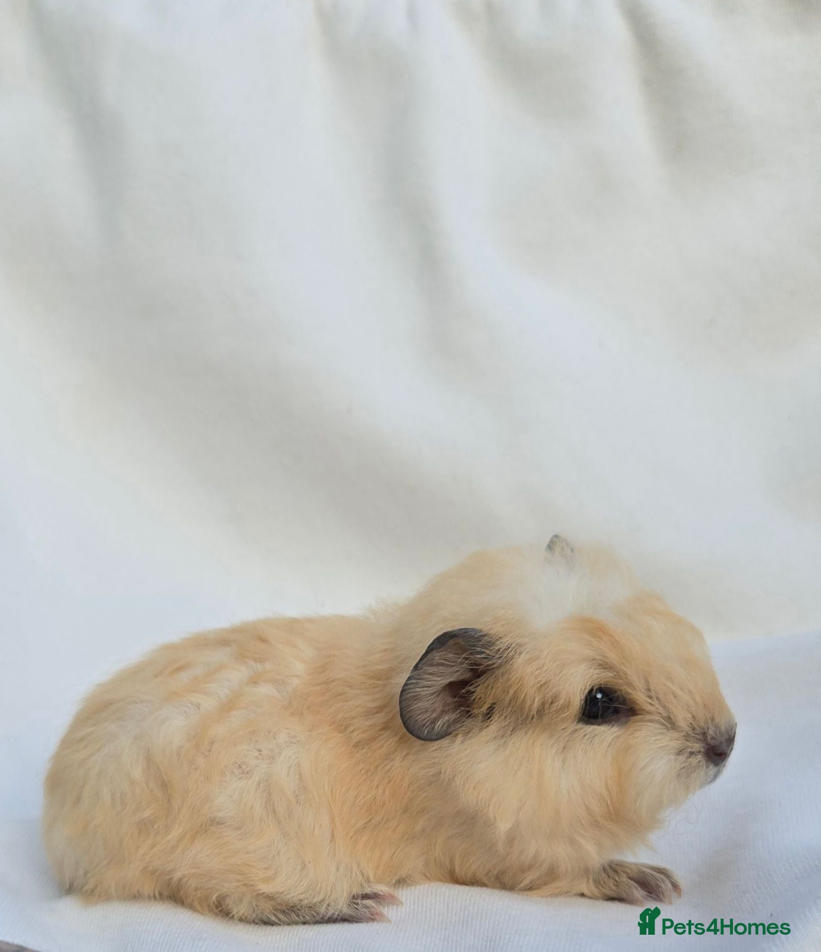 Guinea Pig rodents Range of boar pairs available - Advert 2