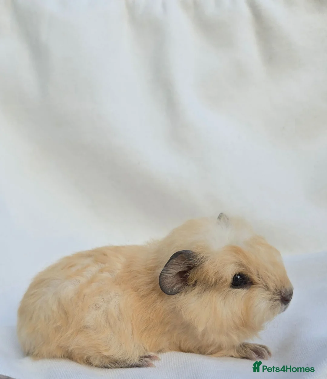 Guinea Pig rodents for sale: Range of boar pairs available - Advert 2