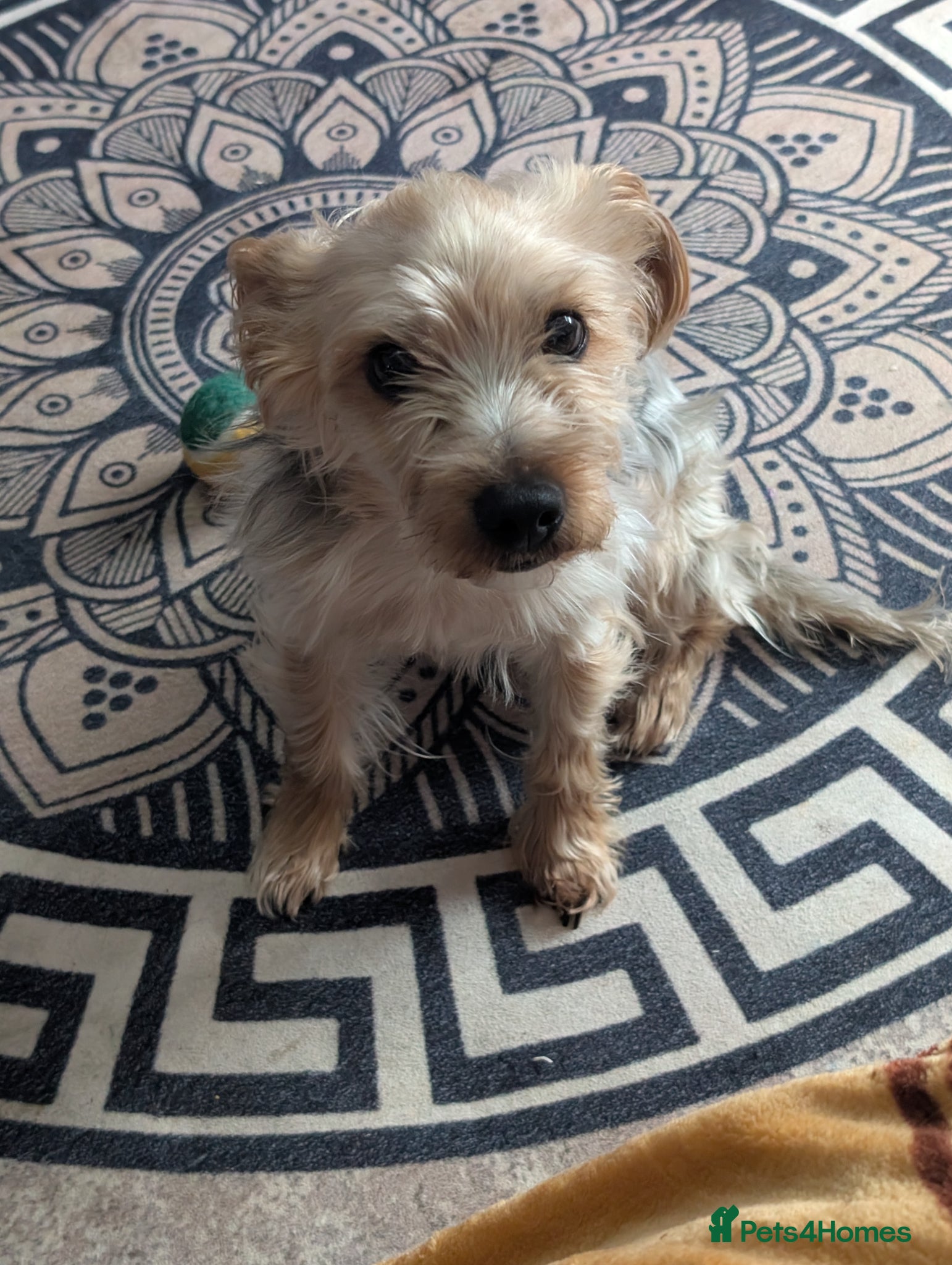 Yorkshire Terrier dogs Looking for a bitch to breed my dog with..  - Advert 5