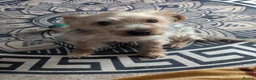 Yorkshire Terrier dogs for stud: Looking for a bitch to breed my dog with..  - Advert 1