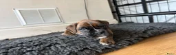 Boxer dogs for sale: Stunning KC Registered Boxer Puppies in Ipswich - Advert 3