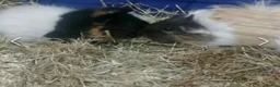 Guinea Pig rodents for sale: 2 x Female Guinea Pigs in Hereford - Advert 5