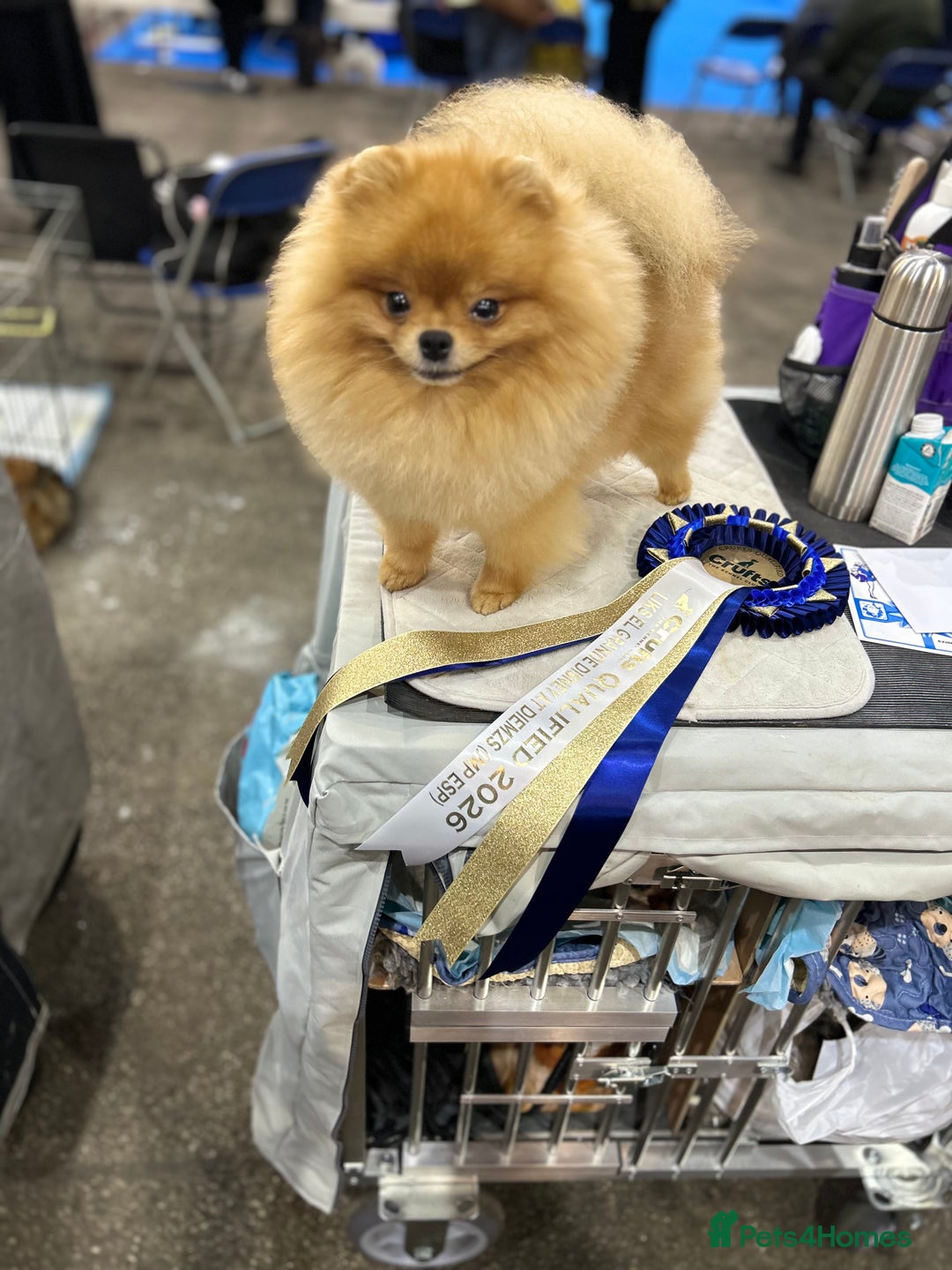 Pomeranian dogs for stud: STUD POMERANIAN - Advert 2