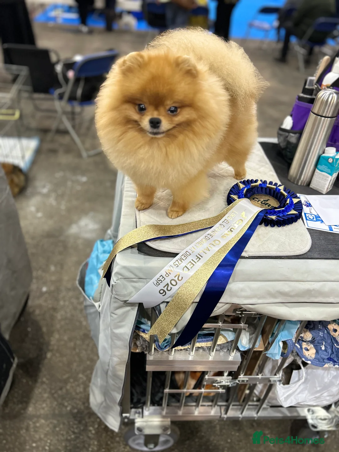 Pomeranian dogs for stud: STUD POMERANIAN - Advert 2