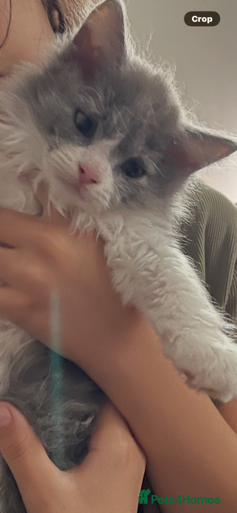 Mixed Breed cats Child Friendly Ragdoll Cross Kittens - Advert 15