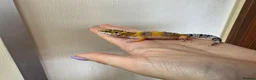 Leopard Gecko reptiles for sale: Baby leopard geckos - Advert 38