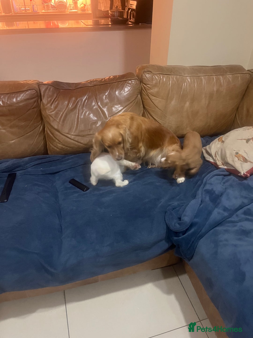 Cocker Spaniel dogs for sale: Stunning working Cocker - Advert 1