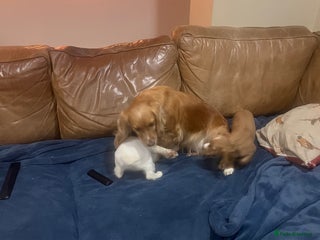 Cocker Spaniel dogs Stunning working Cocker - Advert 1