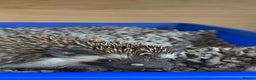 Pygmy Hedgehog rodents for sale: Twiglets looking for a new home  - Advert 10