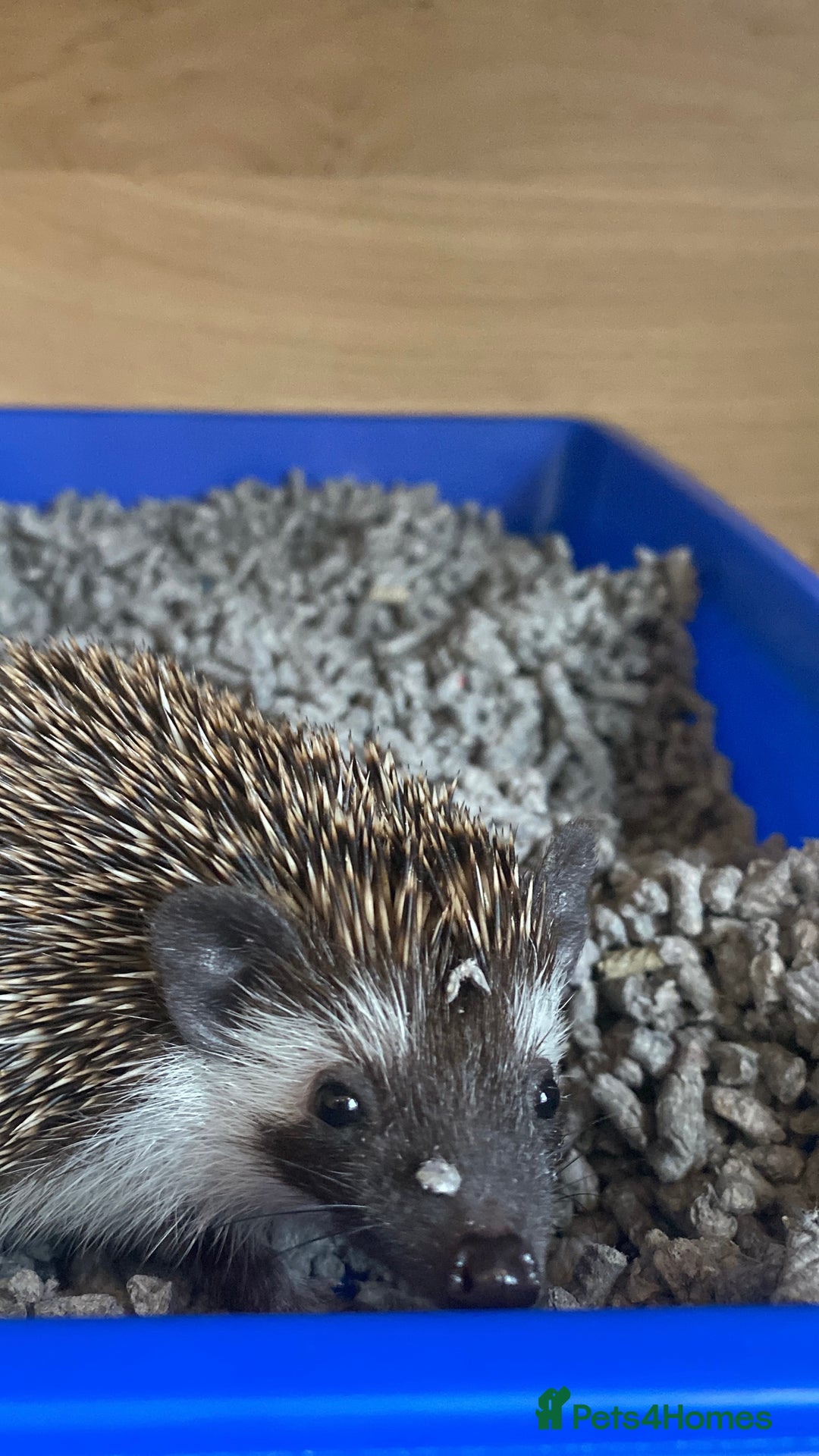 Pygmy Hedgehog rodents for sale: Twiglets looking for a new home  - Advert 10