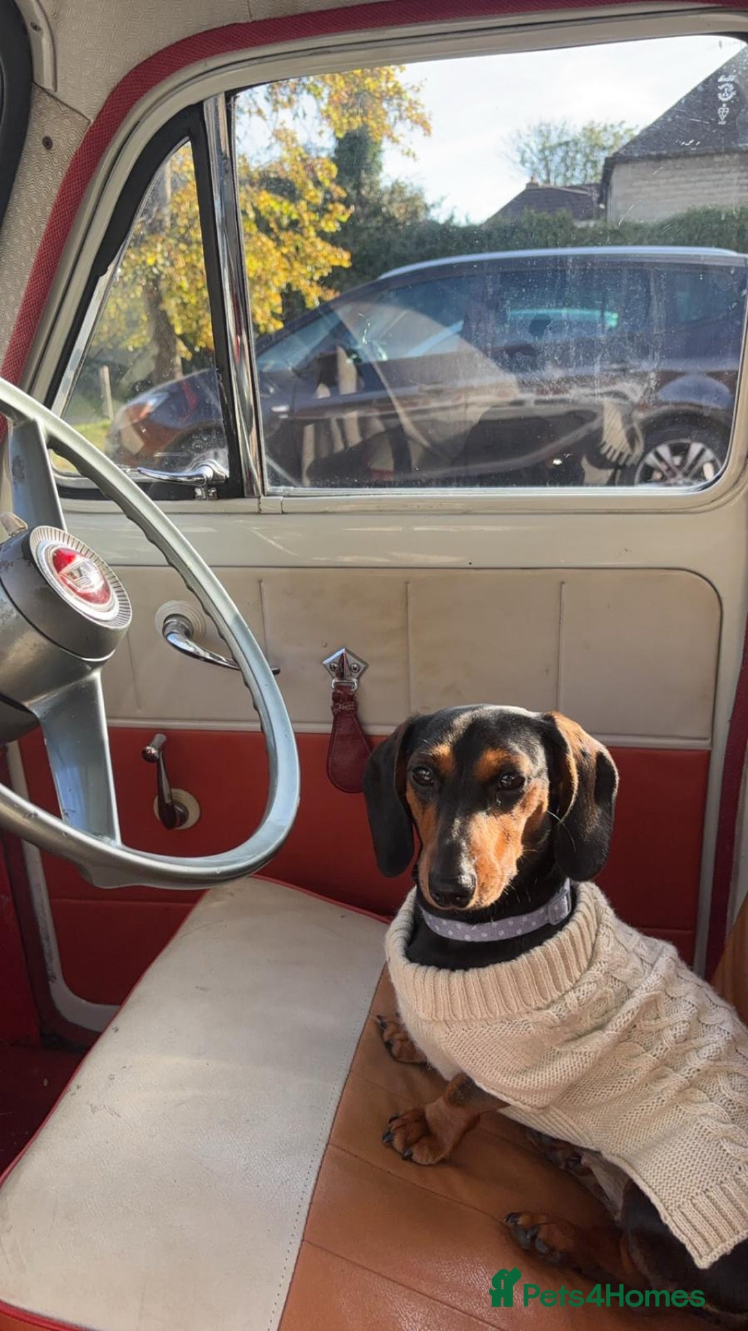 Miniature Dachshund dogs for sale: Outstanding Quality True miniature dachshunds - Advert 2