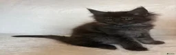 Maine Coon cats for sale: READY NOW 🐾 STUNNING GCCF MAINE COON KITTENS 🐾 - Advert 16
