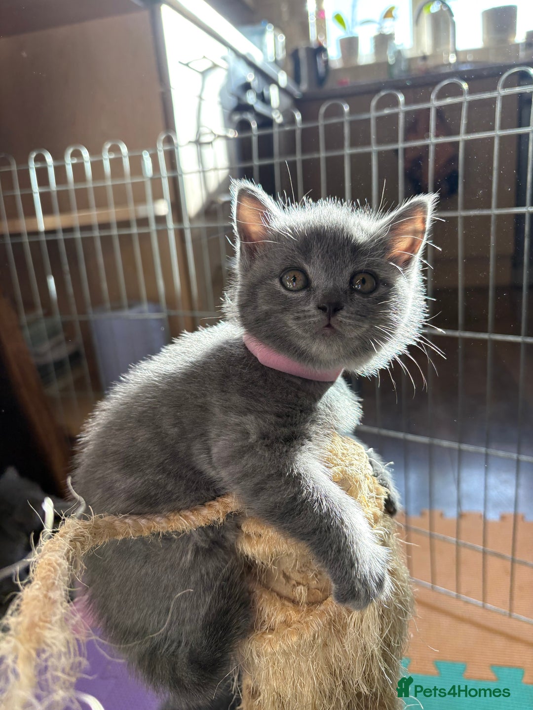 British Shorthair cats for sale: Adorable British Shorthair Kittens For Sale  - Advert 8