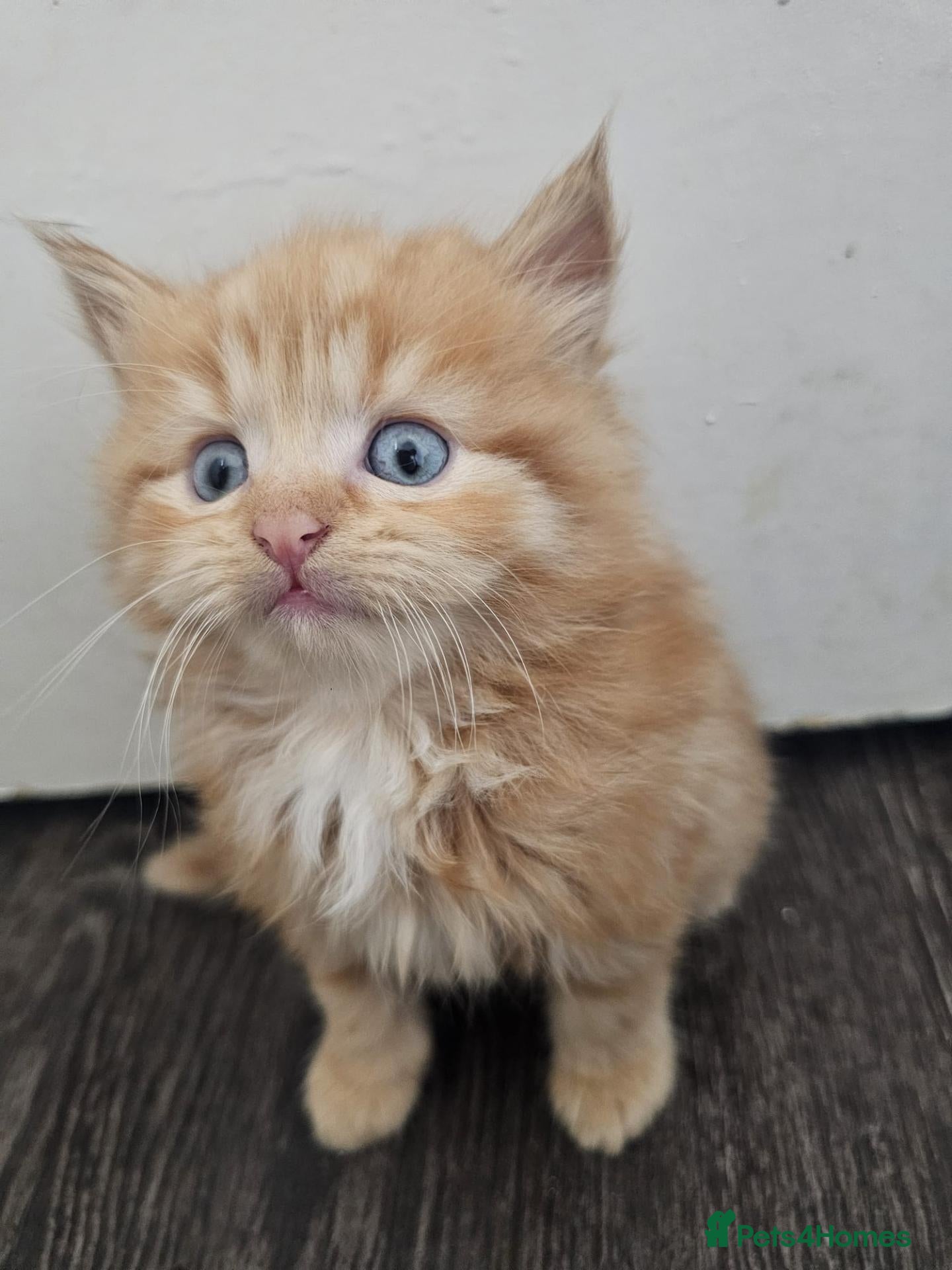 Mixed Breed cats 7 kittens for sale  - Advert 8