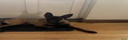 Belgian Shepherd Dog dogs for sale: Belgian Malinois  - Advert 4