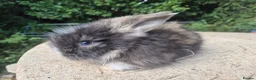 Angora rabbits for sale: 🩷 FULL FACE ANGORA BABIES- PARENTS FROM🇫🇷 - Advert 31